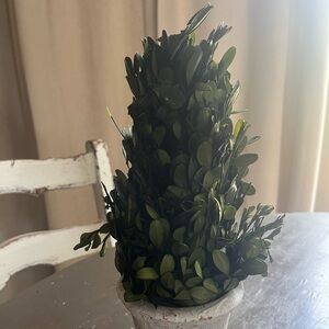 Boxwood topiary 11in in cement base